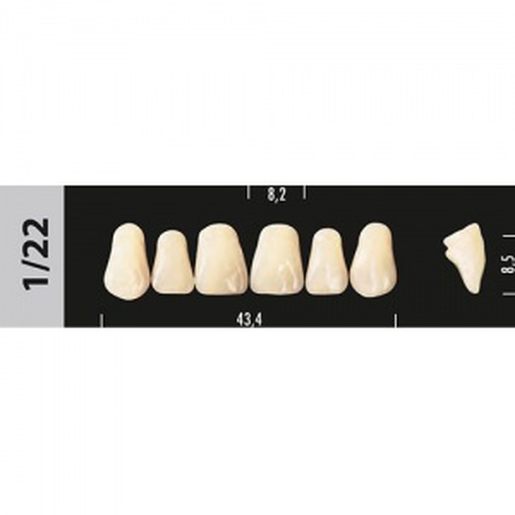 зубы major c2 1/22 фронт.верх, 6 шт (super lux) 96779
